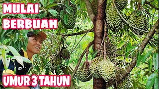 Pemupukan durian umur 3 tahun agar bunga tidak rontok dan berbuah lebat