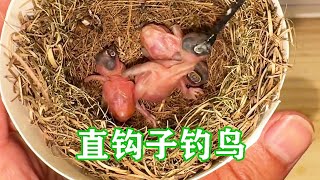 别人都在钓鱼，我是在钓鸟，直钩子也能钓到贪吃鸟【一只小皮皮呀】