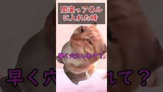 誤字った。#猫ミーム #あるある