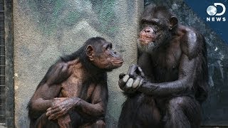 Why Can't Chimpanzees Speak?