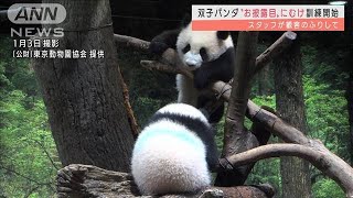 双子パンダ　“お披露目”に向け客に慣れる練習も(2022年1月4日)