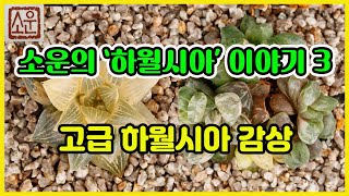 소운의 '하월시아' 이야기 3 - 고급하월시아 감상 2