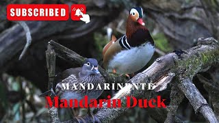 Mandarinente - Mandarin Duck - Aix Galericulata - Chilled - relax