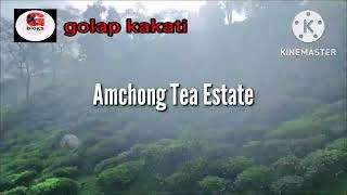 Amchong Tea Estate Guwahati // Beautiful tea garden in Assam // Guwahati