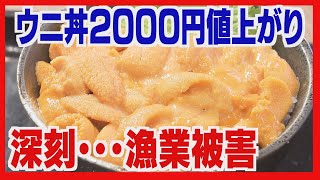 ウニ丼２０００円値上がりの店も　漁業被害が価格直撃