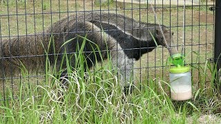 2018.5.18 Giant Anteater　オオアリクイ　フジオ（7歳♂）　お食事タイム　（日本平動物園）