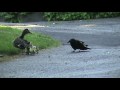 Mama Duck Fights Crows Attacking Baby Ducklings