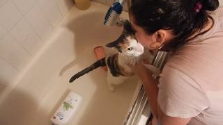 Mi gata no le gusta bañarse😾/ nos moriamos de la risa  con ella😅😂😜