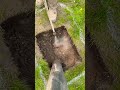 hydrovac excavation earth grass cut dig splice satisfying oddlysatisfying asmr bluecollar