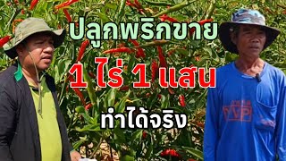 ปลูกพริก1ไร่1แสนทำได้จริง