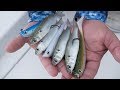 Mullet Run Tarpon Fishing With Hogy Lures