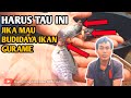 IKAN GURAME KENA PENYAKIT MATANYA SAMPAI KELUAR