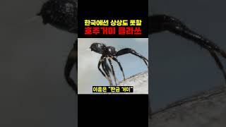 한국에선 상상도 못할 호주거미 클라쓰