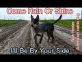 Australian Cattle Dog working in rain short video | Blue Heeler | Cattle Dog