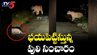 Tiger Hulchul in Kadapa to Hyderabad Road | TV5 News Digital