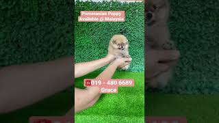 019 - 480 6689 Grace. Pomeranian puppy available @ Malaysia. Female puppy. 2 month old.