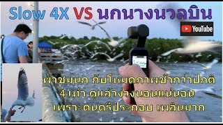 ชมนาง(นวล)ที่บางปู ถ่ายโหมดช้า4เท่าจากกล้องDJI OSMO POCKET