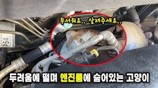 두려움에 떨며 차량 엔진룸에 숨어있던 고양이.. (고양이탐정)