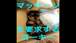 Yorkie pup loves belly massage! マッサージ大好きヨーキー (Yorkshire Terrier)