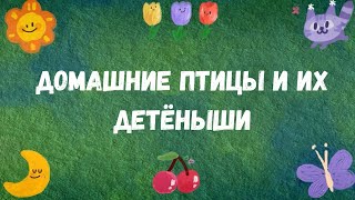 Тема 17. Домашние птицы и их детёныши.