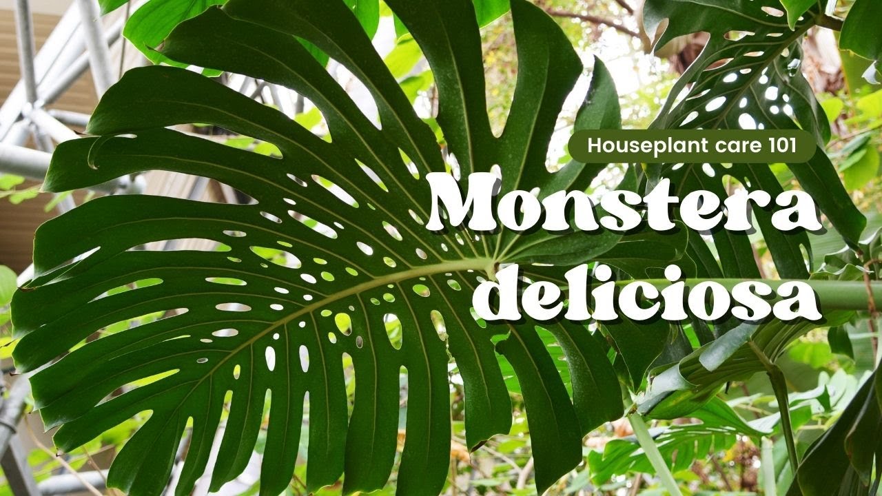 Monstera Deliciosa Care Tips For Beginners | Houseplant Care 101 - YouTube