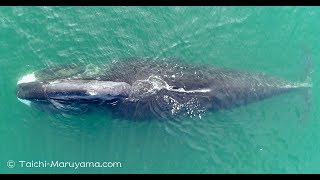 神秘のホッキョククジラ🐳／Mystic Bowhead Whale