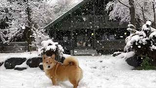 【大寒波到来】一気に降り積もる雪❄みんなを守るボスに安心をもらえる❤️