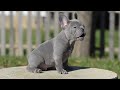 lilac french bulldog male triple carrier