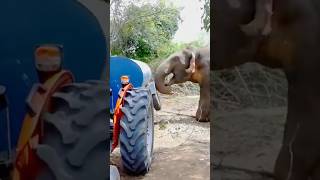 Wild Elephant Attacks Water Bowser, Treating It Like a Football!