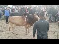 bhakwan UMTHLI vs diwali romi 🐂 tang malu mala lhdp