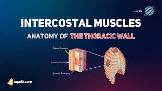 Anatomy of the Thoracic Wall - Intercostal Muscles