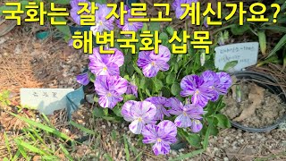 국화는 잘 자르고 계신가요? 해변국화 삽목 Are you good at cutting chrysanthemums? beach chrysanthemum cuttings.