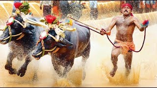 KAMBALA (ಕಂಬಳ) ― THE BUFFALO RACE 2018