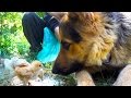 German Shepherd Meets Cute Chicks For The First Time - Bubu The Dog