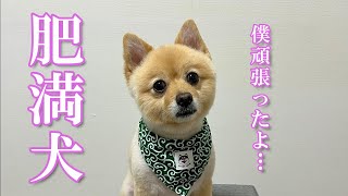 【経過報告】肥満と言われた愛犬…ダイエットを2ヶ月間頑張った結果…