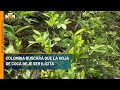 Colombia buscará que la hoja de coca deje ser ilícita - Telemedellín