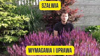 Szałwia omszona - wymagania i uprawa (pięknie kwitnąca bylina o cudnym zapachu miododajnych kwiatów)