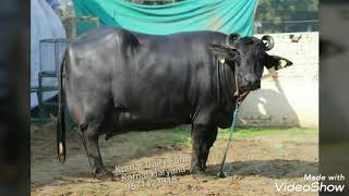 Murrah buffalo supplier in Maharastra 9671123815