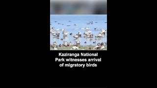 With advent of winter, Kaziranga National Park witnesses arrival of migratory birds