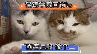 猫德学院回访记-露着屁股像个二的领养人