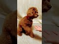 お手とおかわりはできるもん！ トイプードル toypoodle cute