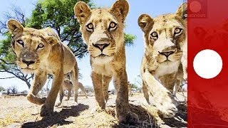 Lions vs camera: Remote-controlled 'buggy cam' infiltrates curious lion pride