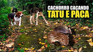 MELHORES VÍDEOS DE CACHORRO CAÇANDO TATU E PACA [TOP 8]