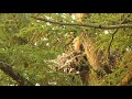 oehoe bubo bubo broedt op noord veluwe.