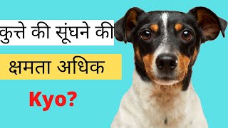 कुत्ते की सूंघने की शक्ति अधिक क्यों होती है? | Why do dogs have a strong sense of smell | dog fact