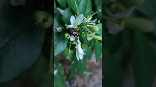Pollination of flower |pollination by Beetle| biology