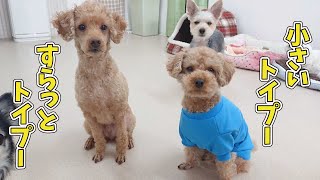 小さいトイプーとすらっとしたトイプー　🐶ひみつきちなう！①🐶  (チワワ 柴犬 トイプードル ミックス犬) 2020年3月19日