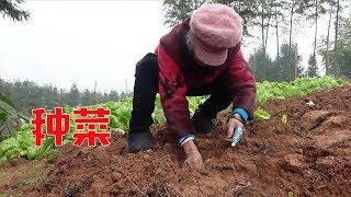 英子一家菜地种菜，勤劳外婆闲不住，包着手指帮着种【农村小英子】