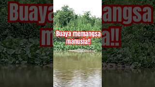 meresahkan warga buaya ini selalu terlihat di permukiman#shortvideo #buaya #sungai #alam #monetiz