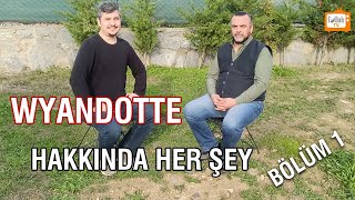 Wyandotte Hakkında Her Şey Bölüm 1 (Dorper Wyandotte Çiftliği)